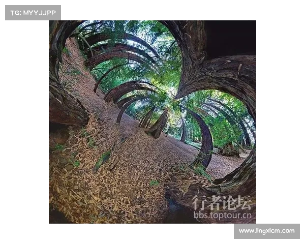 全景全面透视法甲冠军标志背后丰富象征意义的系统化深度解读指南